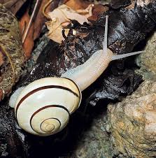 Attēlu rezultāti vaicājumam “Cepaea nemoralis”