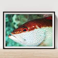 Image result for Cephalopholis fulva