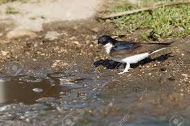 Attēlu rezultāti vaicājumam “Delichon urbicum nest”
