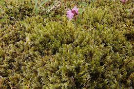 Attēlu rezultāti vaicājumam “Racomitrium heterostichum”