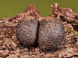 Attēlu rezultāti vaicājumam “Lycogala roseosporum spores”