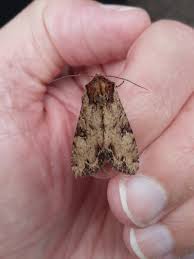 Attēlu rezultāti vaicājumam “Apamea epomidion”