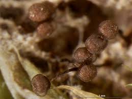 Attēlu rezultāti vaicājumam “Cribraria cancellata var. fusca”