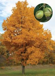 Attēlu rezultāti vaicājumam “Carya cordiformis”