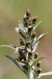 Attēlu rezultāti vaicājumam “Gnaphalium sylvaticum bud”