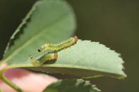 Attēlu rezultāti vaicājumam “Schizotus pectinicornis larva”