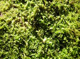 Attēlu rezultāti vaicājumam “Odontoschisma denudatum”