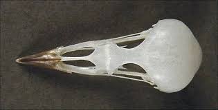 Image result for Hippolais polyglotta