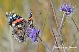Attēlu rezultāti vaicājumam “Vanessa atalanta underside”