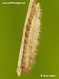 Attēlu rezultāti vaicājumam “Aphantopus hyperantus underside”