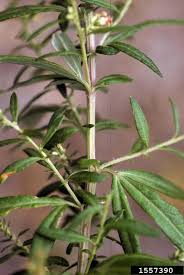 Image result for Artemisia vulgaris