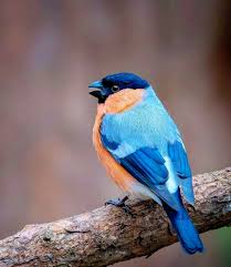 Attēlu rezultāti vaicājumam “Fringillidae”