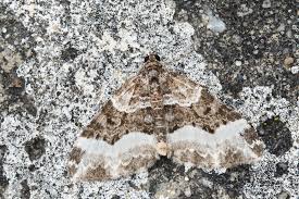 Attēlu rezultāti vaicājumam “Euphyia unangulata”