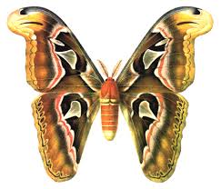 Attēlu rezultāti vaicājumam “Agrodiaetus amandus male”