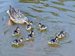 Attēlu rezultāti vaicājumam “Anas platyrhynchos juvenile”