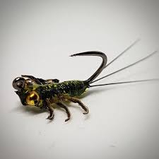 Attēlu rezultāti vaicājumam “Heptagenia sulphurea”