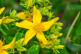 Attēlu rezultāti vaicājumam “Hypericum maculatum flower”