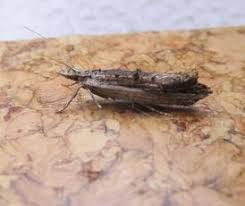 Attēlu rezultāti vaicājumam “Ypsolopha scabrella”