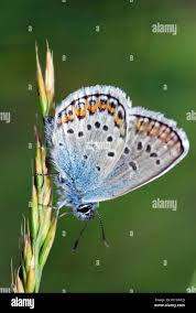 Attēlu rezultāti vaicājumam “Plebejus idas”