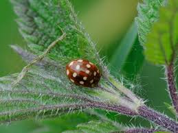 Attēlu rezultāti vaicājumam “Calvia quatuordecimguttata”