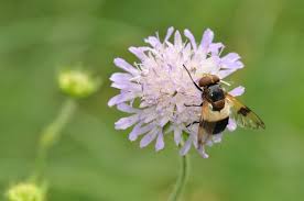 Attēlu rezultāti vaicājumam “Volucella pellucens”