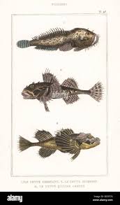 Image result for Myoxocephalus quadricornis