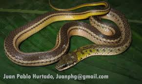 Attēlu rezultāti vaicājumam “Melanotus sp.”