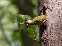 Attēlu rezultāti vaicājumam “Picus viridis nest”
