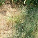 Attēlu rezultāti vaicājumam “Calamagrostis arundinacea leaf”