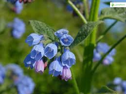 Attēlu rezultāti vaicājumam “Symphytum asperum leaf”