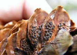 Attēlu rezultāti vaicājumam “Pucciniastrum areolatum”