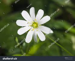 Attēlu rezultāti vaicājumam “Stellaria holostea flower”