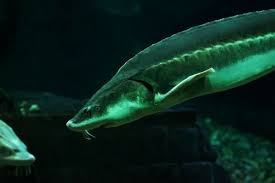 Image result for Acipenser