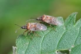 Attēlu rezultāti vaicājumam “Kleidocerys resedae”
