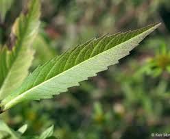 Attēlu rezultāti vaicājumam “Bidens tripartita leaf”