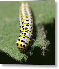 Attēlu rezultāti vaicājumam “Cucullia verbasci”