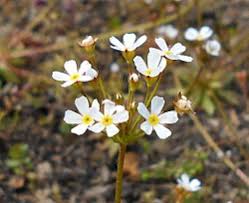 Attēlu rezultāti vaicājumam “Androsace septentrionalis fruit”