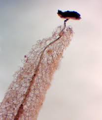 Attēlu rezultāti vaicājumam “Stemonitopsis amoena”