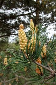Attēlu rezultāti vaicājumam “Pinus sylvestris”