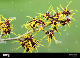 Attēlu rezultāti vaicājumam “Hamamelis japonica bud”