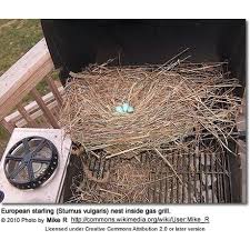 Attēlu rezultāti vaicājumam “Sturnus vulgaris nest”