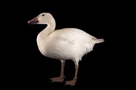 Image result for Anser caerulescens