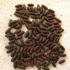 Attēlu rezultāti vaicājumam “Musca domestica”