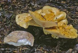 Attēlu rezultāti vaicājumam “Lactarius repraesentaneus”