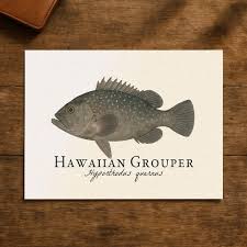 Image result for Hyporthodus quernus