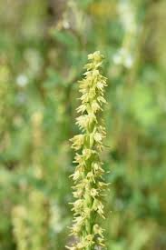 Attēlu rezultāti vaicājumam “Herminium monorchis”