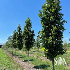 Attēlu rezultāti vaicājumam “Quercus robur”