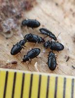 Attēlu rezultāti vaicājumam “Tachyta nana”