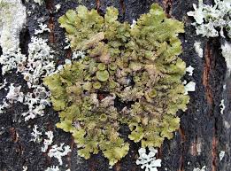 Attēlu rezultāti vaicājumam “Melanohalea exasperata”