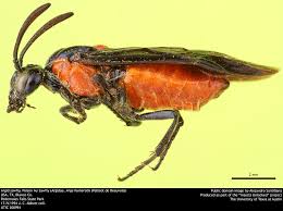 Attēlu rezultāti vaicājumam “Argidae”